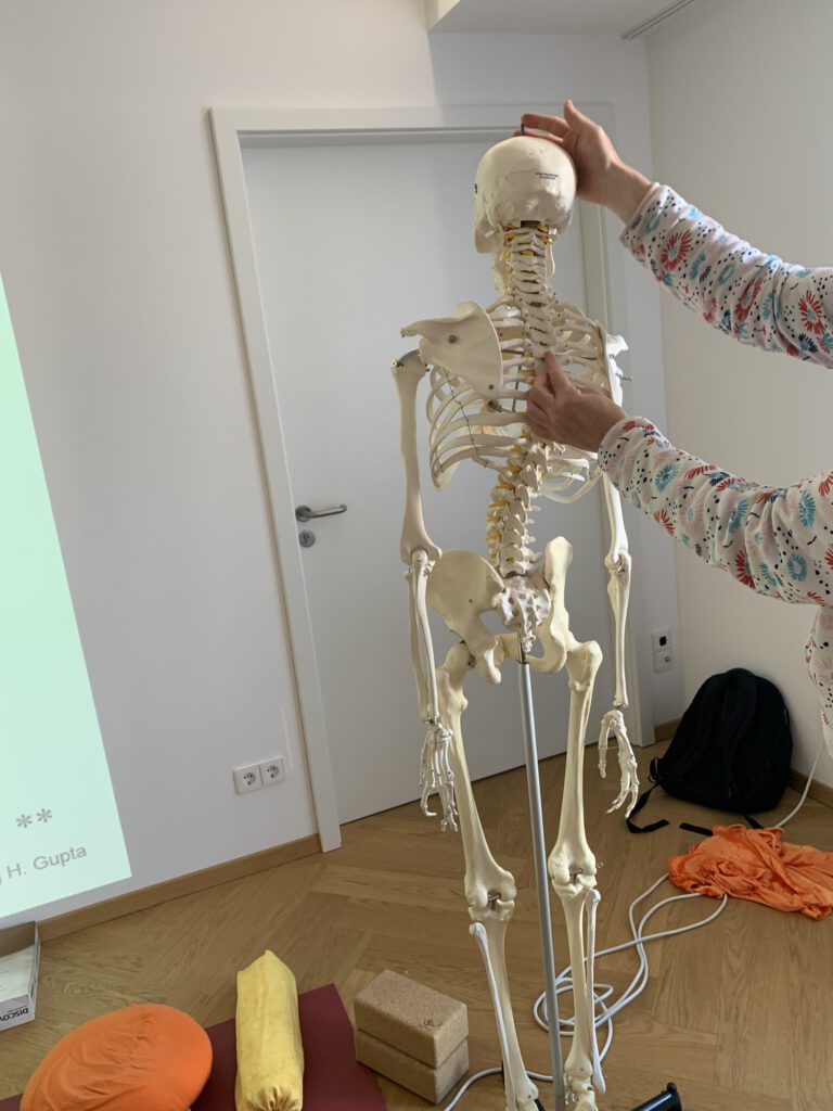 Studium der Anatomie